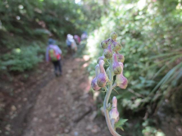 画像9: 【山旅会・登山ガイドこだわりツアー】添乗員からの便り・三つ峠にいってまいりました!(その2)
