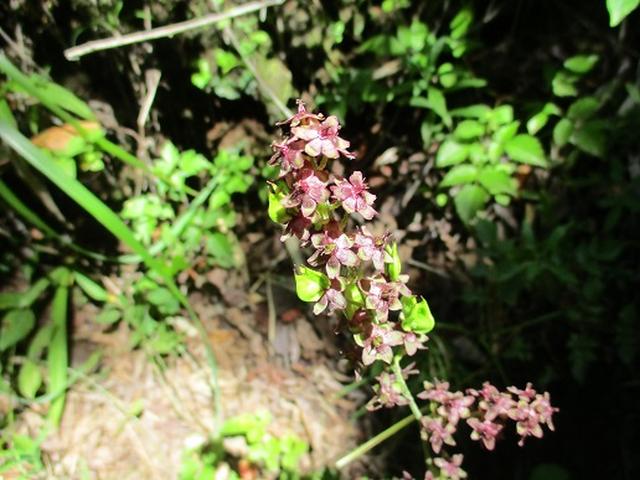 画像4: 【山旅会・登山ガイドこだわりツアー】添乗員からの便り・三つ峠にいってまいりました!(その1)