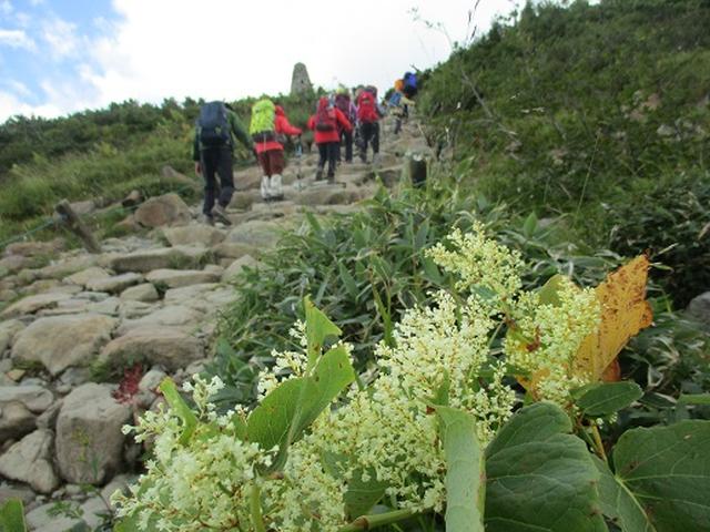画像8: 【山旅会・登山ガイドこだわりツアー】添乗員からの便り・唐松岳ツアーにいってまいりました!(その2)
