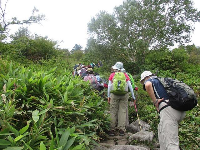 画像6: 【山旅会・登山ガイドこだわりツアー】岡田ガイドからの便り・湯の丸山ツアーにいってまいりました!