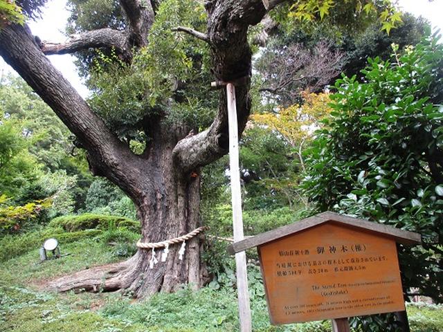 画像16: 【山旅会・登山ガイドこだわりツアー】岡田ガイドからの便り・都内の山の下見にいってまいりました!