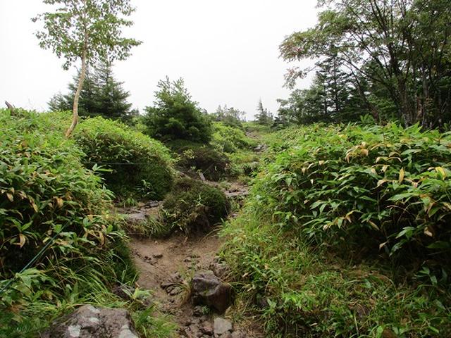 画像2: 【山旅会・登山ガイドこだわりツアー】岡田ガイドからの便り・双子池から亀甲池ツアーの下見にいってまいりました!
