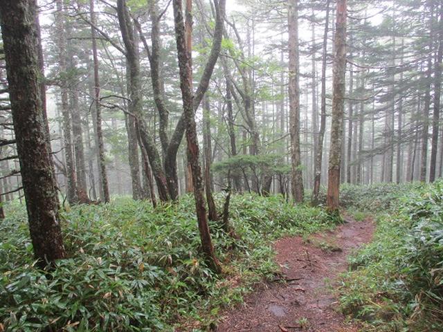画像6: 【山旅会・登山ガイドこだわりツアー】岡田ガイドからの便り・双子池から亀甲池ツアーの下見にいってまいりました!