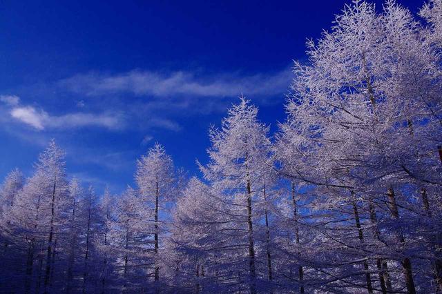 画像: ■霧氷(写真は美ヶ原) カラマツなどの枝に、氷が付着してできる様はまるで「氷の華」。光の具合によっては、木々や森全体が輝いて見えることもあります。