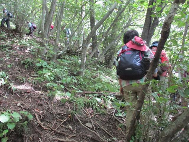 画像6: 【山旅会・登山ガイドこだわりツアー】岡田ガイドからの便り・浅間隠山ツアーにいってまいりました!