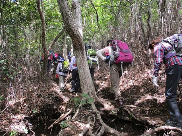画像5: 【山旅会・登山ガイドこだわりツアー】岡田ガイドからの便り・浅間隠山ツアーにいってまいりました!