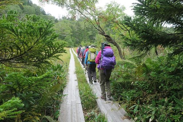 画像2: 【山旅会・登山ガイドこだわりツアー】岡田ガイドからの便り・尾瀬上田代にいってまいりました!