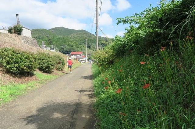 画像2: 【山旅会・登山ガイドこだわりツアー】岡田ガイドからの便り・巾着田から日和田山に下見にいってまいりました!