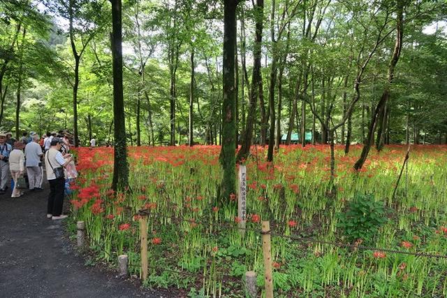 画像4: 【山旅会・登山ガイドこだわりツアー】岡田ガイドからの便り・巾着田から日和田山に下見にいってまいりました!