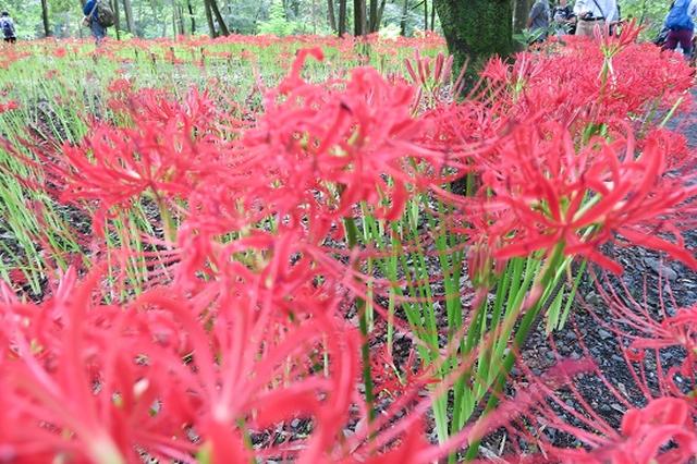 画像5: 【山旅会・登山ガイドこだわりツアー】岡田ガイドからの便り・巾着田から日和田山に下見にいってまいりました!