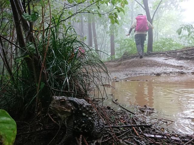 画像9: 【山旅会・登山ガイドこだわりツアー】添乗員からの便り・城山から景信山ツアーにいってまいりました!