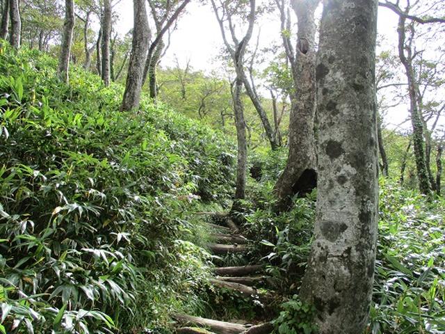 画像6: 【山旅会・登山ガイドこだわりツアー】岡田ガイドからの便り・白神山地・二ツ森に下見にいってまいりました!