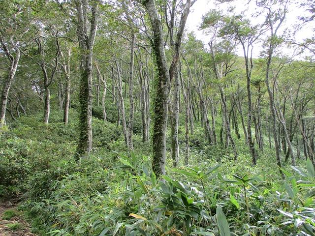 画像5: 【山旅会・登山ガイドこだわりツアー】岡田ガイドからの便り・白神山地・二ツ森に下見にいってまいりました!