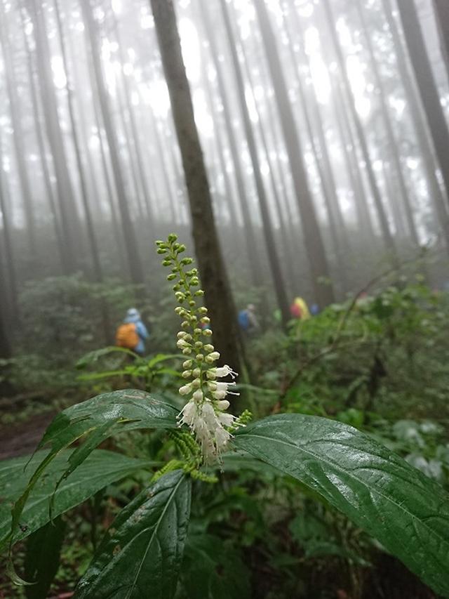 画像6: 【山旅会・登山ガイドこだわりツアー】添乗員からの便り・城山から景信山ツアーにいってまいりました!