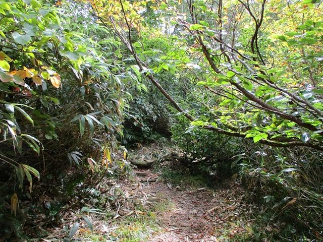 画像2: 【山旅会・登山ガイドこだわりツアー】岡田ガイドからの便り・白神山地・二ツ森に下見にいってまいりました!