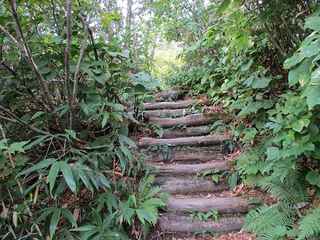 画像4: 【山旅会・登山ガイドこだわりツアー】岡田ガイドからの便り・白神山地・二ツ森に下見にいってまいりました!
