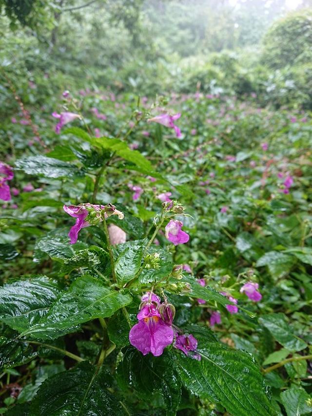 画像7: 【山旅会・登山ガイドこだわりツアー】添乗員からの便り・城山から景信山ツアーにいってまいりました!