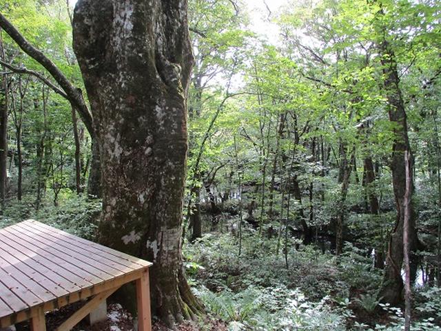 画像7: 【山旅会・登山ガイドこだわりツアー】岡田ガイドからの便り・白神山地 十二湖に下見にいってまいりました!