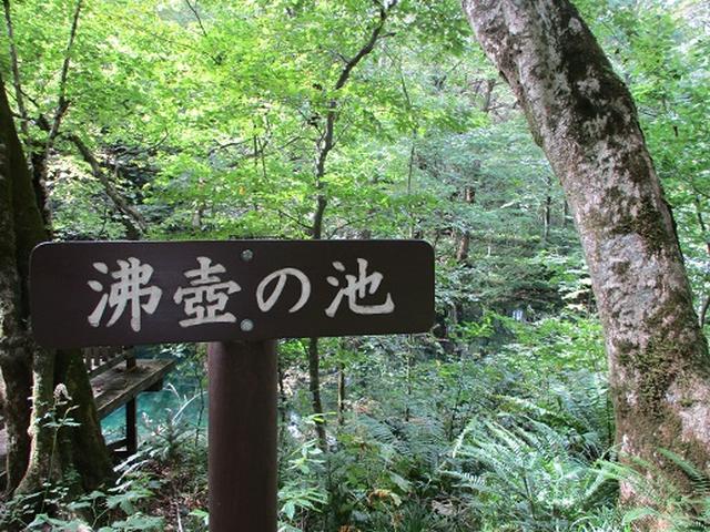 画像5: 【山旅会・登山ガイドこだわりツアー】岡田ガイドからの便り・白神山地 十二湖に下見にいってまいりました!