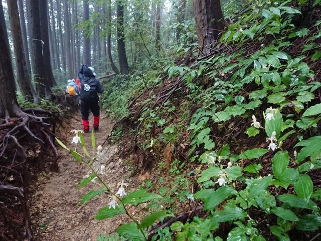 画像12: 【山旅会・登山ガイドこだわりツアー】添乗員からの便り・城山から景信山ツアーにいってまいりました!