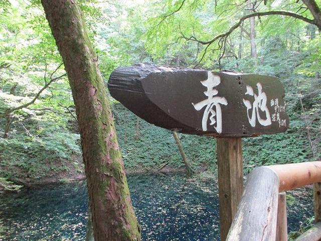画像3: 【山旅会・登山ガイドこだわりツアー】岡田ガイドからの便り・白神山地 十二湖に下見にいってまいりました!