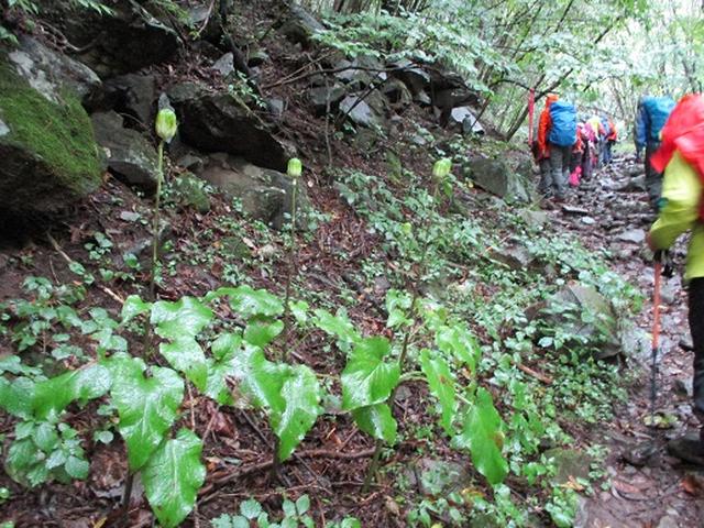 画像3: 【山旅会・登山ガイドこだわりツアー】岡田ガイドからの便り・茅ヶ岳ツアーにいってまいりました!