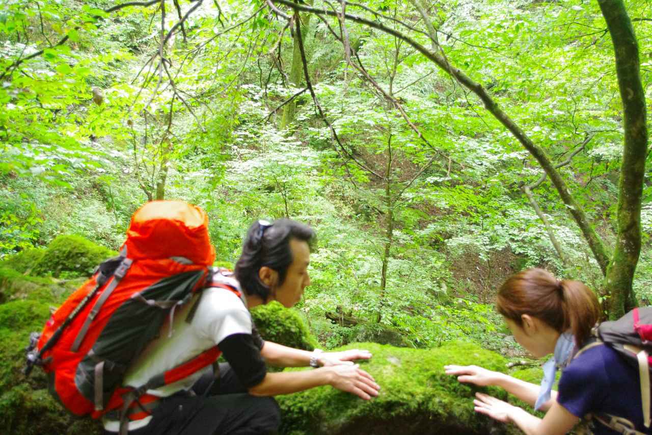 画像: 苔にタッチ!水分をたくさん含んでいるので、じゅわーっとしました。
