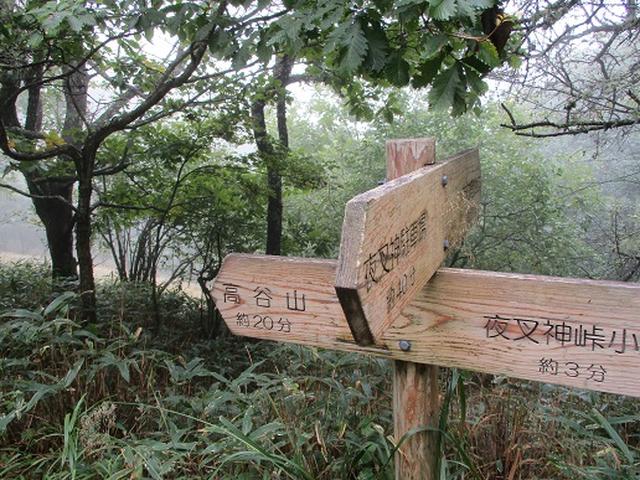 画像7: 【山旅会・登山ガイドこだわりツアー】岡田ガイドからの便り・夜叉神峠から高谷山ツアーの下見にいってまいりました!