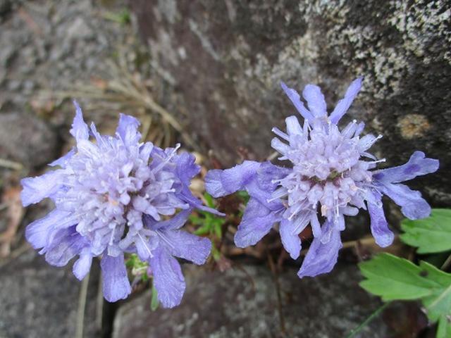 画像8: 【山旅会・登山ガイドこだわりツアー】添乗員からの便り・八子ヶ峰ツアーにいってまいりました!