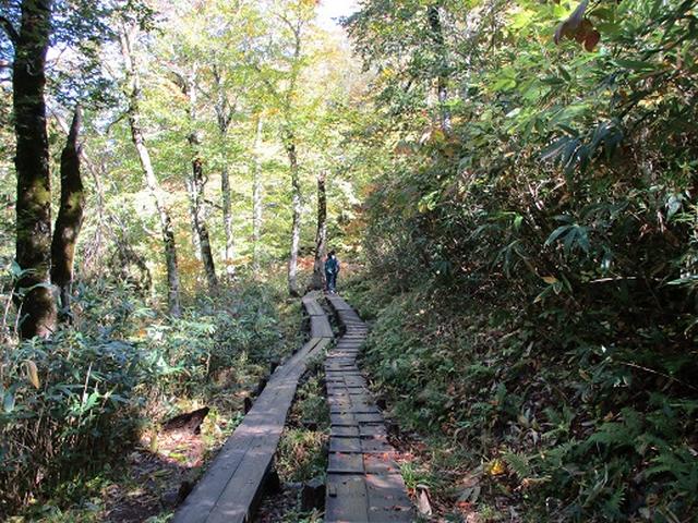 画像2: 【山旅会・登山ガイドこだわりツアー】岡田ガイドからの便り・尾瀬燧裏林道ツアーの下見にいってまいりました!