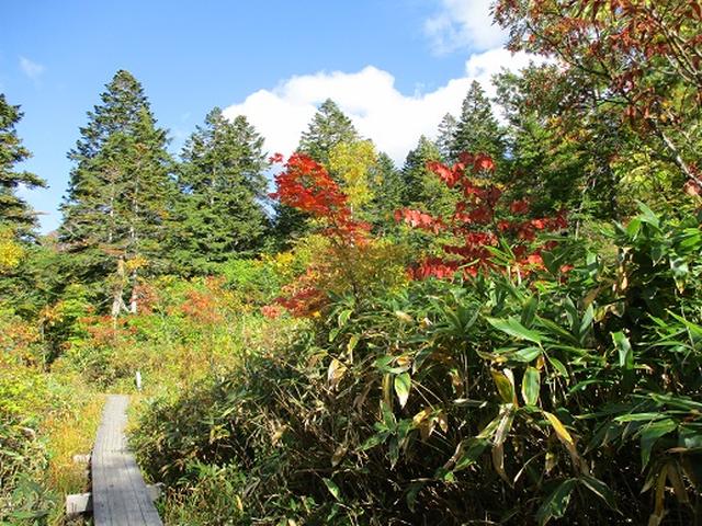 画像10: 【山旅会・登山ガイドこだわりツアー】岡田ガイドからの便り・尾瀬燧裏林道ツアーの下見にいってまいりました!