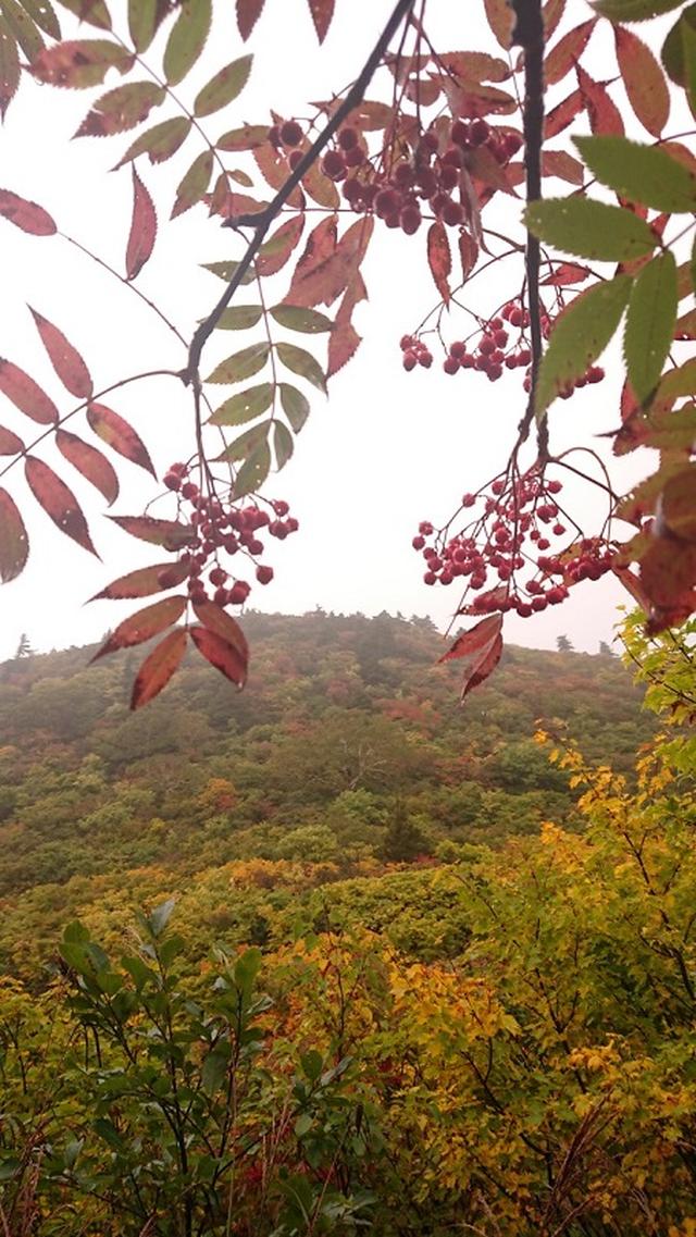 画像9: 【山旅会・登山ガイドこだわりツアー】添乗員からの便り・蔵王と栗駒山のハイキングにいってまいりました!