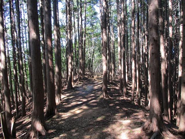 画像9: 【山旅会・登山ガイドこだわりツアー】岡田ガイドからの便り・伊豆ヶ岳の下見にいってまいりました!