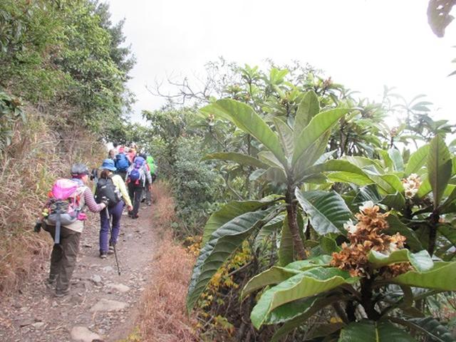 画像2: 【山旅会・登山ガイドこだわりツアー】岡田ガイドからの便り・飯野山と小豆島ツアーのご案内