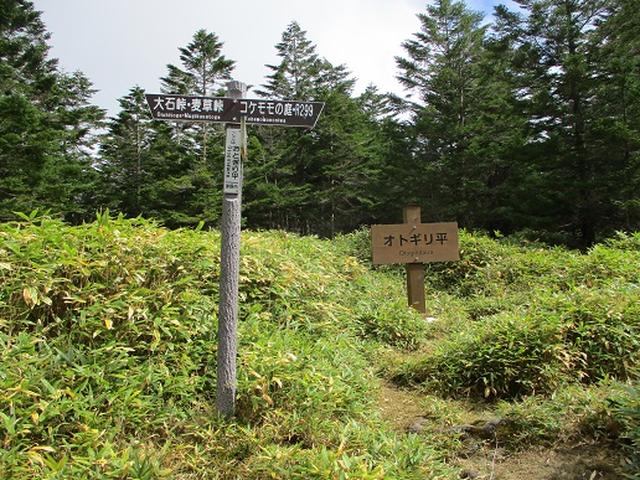 画像4: 【山旅会・登山ガイドこだわりツアー】岡田ガイドからの便り・麦草峠から五辻ツアーの下見にいってまいりました!