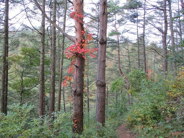 画像2: 【山旅会・登山ガイドこだわりツアー】岡田ガイドからの便り・守屋山の下見にいってまいりました!