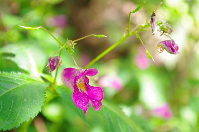 画像: 絞り値:f5.6で撮った花。手前の大きな花にだけピントが合っていて、奥の花や斜面は完全にボケています。
