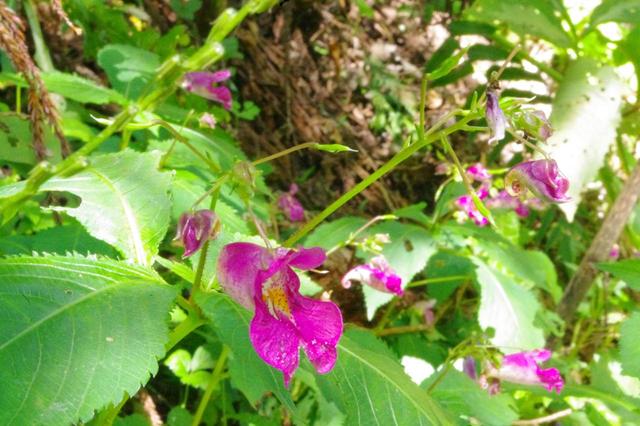 画像: 絞り値:f40で撮った花。手前の葉から花までピントが合っていて、奥の斜面の様子も(少しボケていますが)わかります。