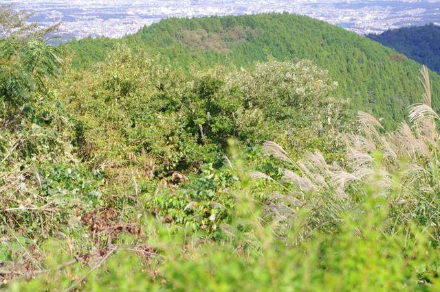 画像: 一眼レフの本気・ススキを前景に高尾山をパチリ★