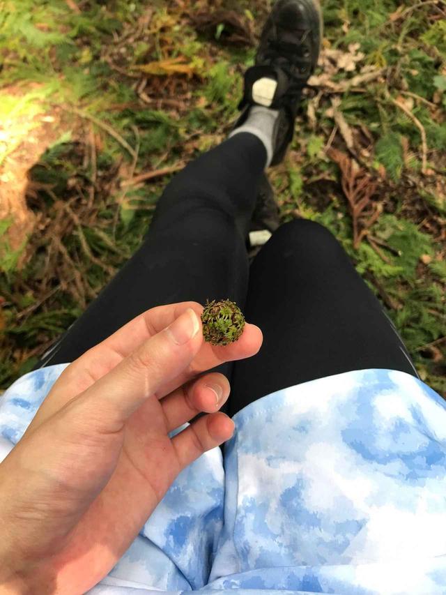 画像: これは何の実だろう? (鷲尾さんは植物に関して疎いので、質問するのはやめました)