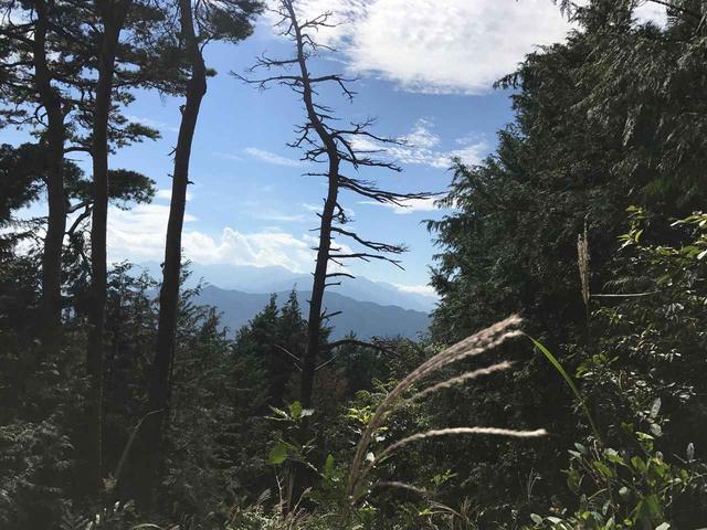 画像: 木々の間からの景色。