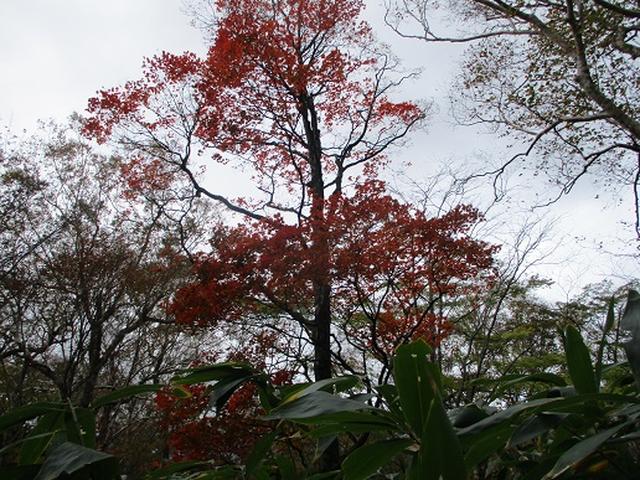 画像6: 【山旅会・登山ガイドこだわりツアー】岡田ガイドからの便り・那須ツアーにいってまいりました!(その2)