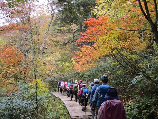 画像2: 【山旅会・登山ガイドこだわりツアー】添乗員からの便り・尾瀬燧裏林道ツアーにいってまいりました!(その1)