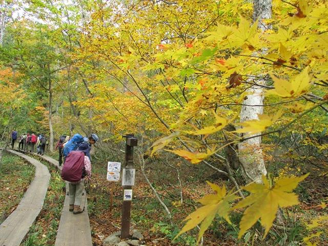画像3: 【山旅会・登山ガイドこだわりツアー】添乗員からの便り・尾瀬燧裏林道ツアーにいってまいりました!(その1)