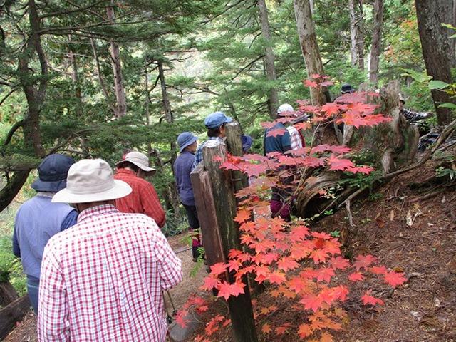 画像10: 【山旅会・登山ガイドこだわりツアー】添乗員からの便り・尾瀬燧裏林道ツアーにいってまいりました!(その2)