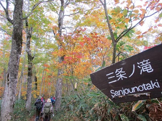 画像6: 【山旅会・登山ガイドこだわりツアー】添乗員からの便り・尾瀬燧裏林道ツアーにいってまいりました!(その2)