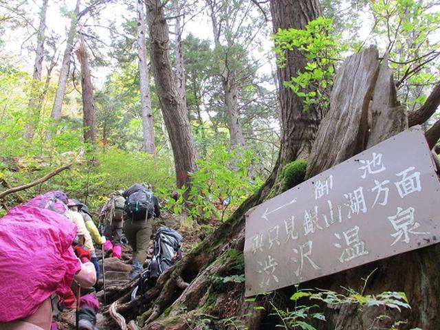 画像2: 【山旅会・登山ガイドこだわりツアー】添乗員からの便り・尾瀬燧裏林道ツアーにいってまいりました!(その3)