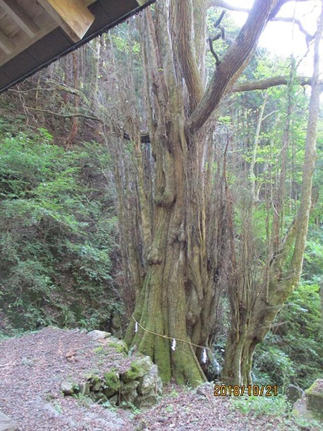 画像12: 【山旅会・登山ガイドこだわりツアー】岡田ガイドからの便り・浅間峠から生藤山ツアーの下見にいってまいりました!