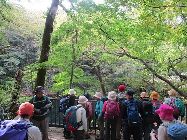 画像10: 【山旅会・登山ガイドこだわりツアー】添乗員からの便り・白神山地ツアーにいってまいりました!(その1)