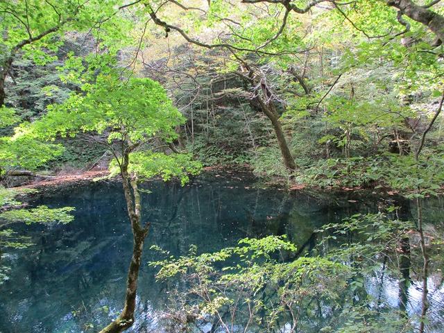 画像9: 【山旅会・登山ガイドこだわりツアー】添乗員からの便り・白神山地ツアーにいってまいりました!(その1)